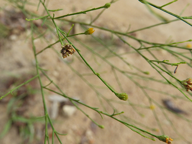 Amphiachyris dracunculoides (Prairie broomweed) #89028
