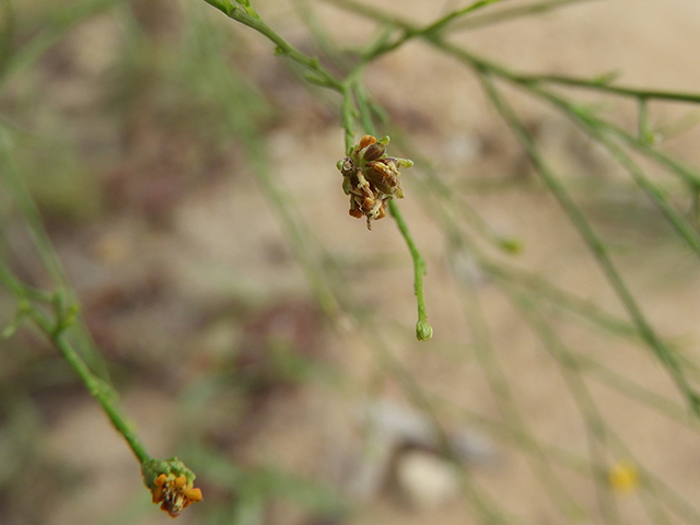 Amphiachyris dracunculoides (Prairie broomweed) #89029