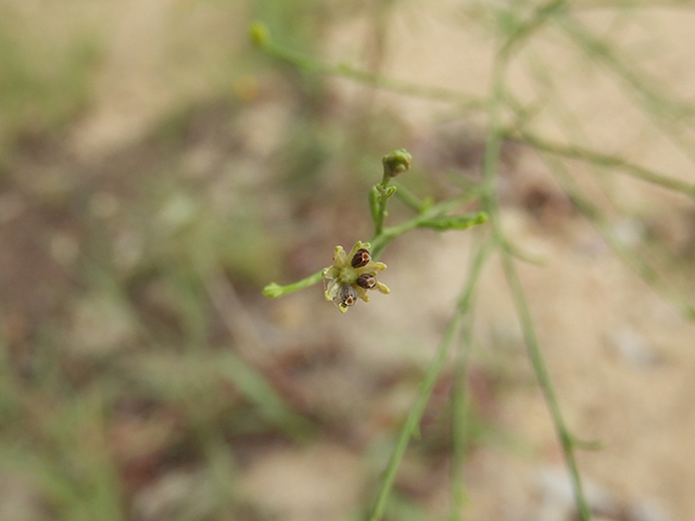 Amphiachyris dracunculoides (Prairie broomweed) #89030