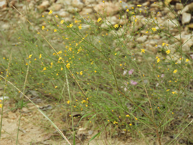 Amphiachyris dracunculoides (Prairie broomweed) #89033