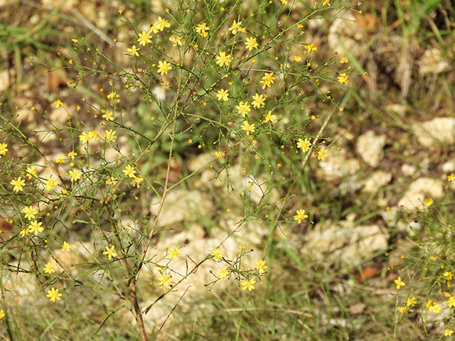 Amphiachyris dracunculoides (Prairie broomweed) #89034