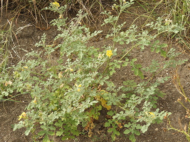 Solanum rostratum (Buffalo bur) #89046