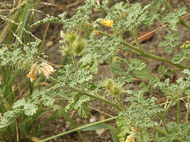 Solanum rostratum (Buffalo bur) #89048