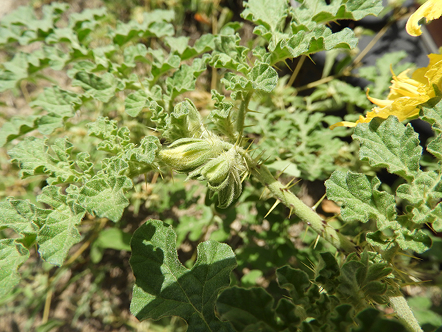 Solanum rostratum (Buffalo bur) #89051