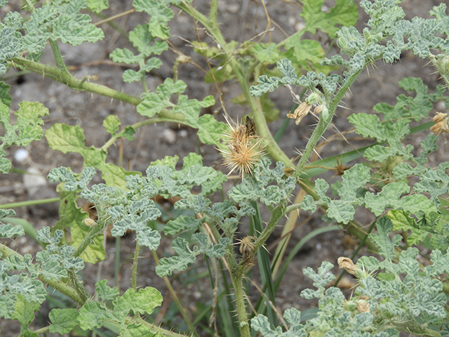 Solanum rostratum (Buffalo bur) #89056