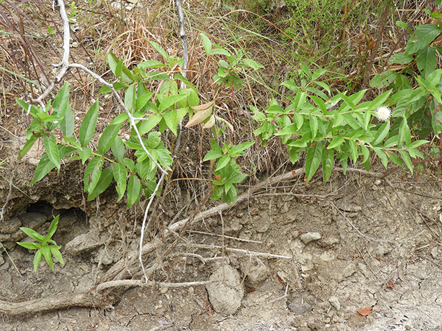 Cephalanthus occidentalis (Common buttonbush) #89126