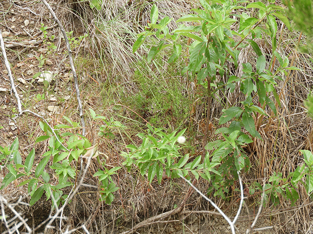 Cephalanthus occidentalis (Common buttonbush) #89127
