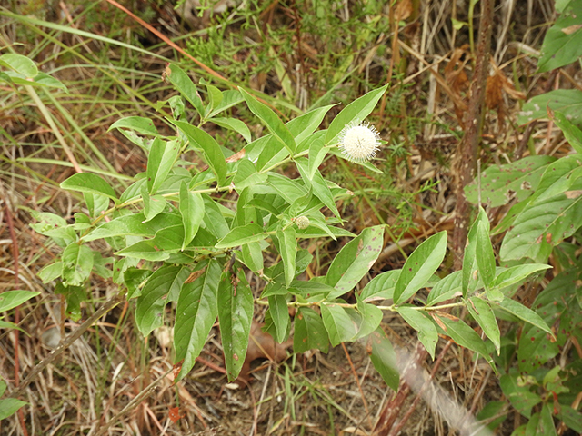 Cephalanthus occidentalis (Common buttonbush) #89128