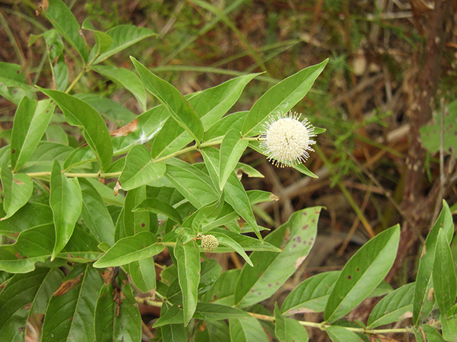 Cephalanthus occidentalis (Common buttonbush) #89130