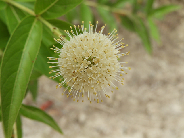 Cephalanthus occidentalis (Common buttonbush) #89131