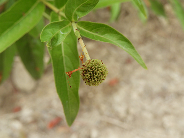 Cephalanthus occidentalis (Common buttonbush) #89132