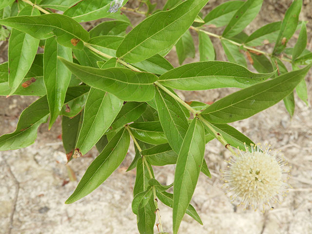 Cephalanthus occidentalis (Common buttonbush) #89133