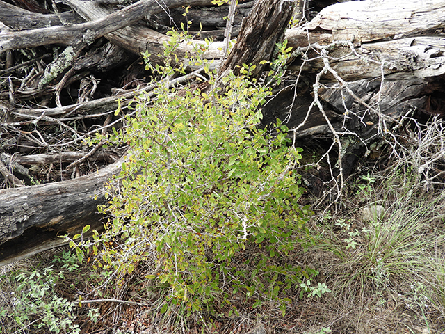 Ulmus crassifolia (Cedar elm) #89160