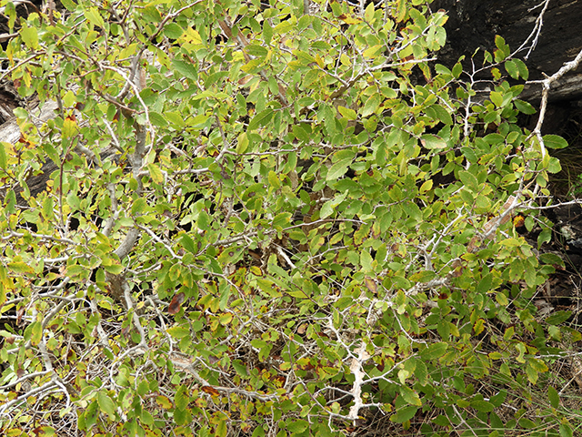 Ulmus crassifolia (Cedar elm) #89161