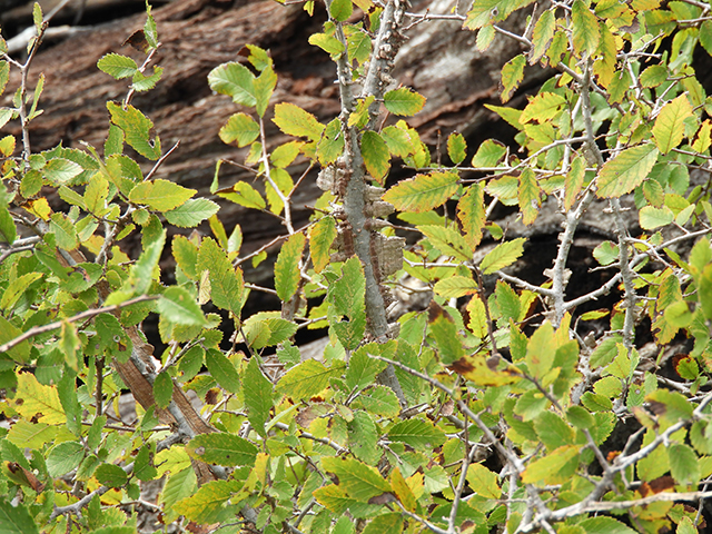 Ulmus crassifolia (Cedar elm) #89162