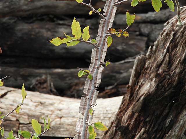 Ulmus crassifolia (Cedar elm) #89164