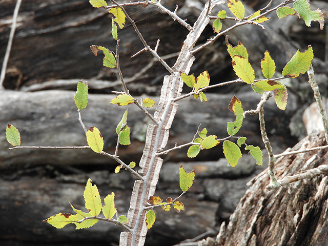 Ulmus crassifolia (Cedar elm) #89165