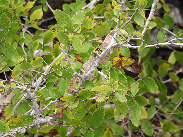 Ulmus crassifolia (Cedar elm) #89166