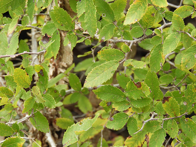 Ulmus crassifolia (Cedar elm) #89168