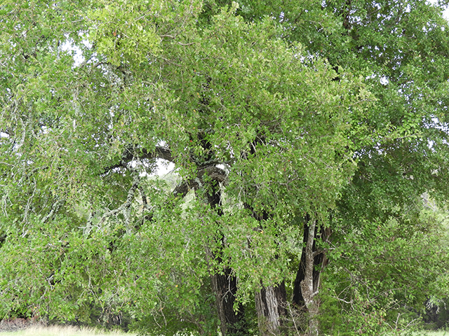 Ulmus crassifolia (Cedar elm) #89172