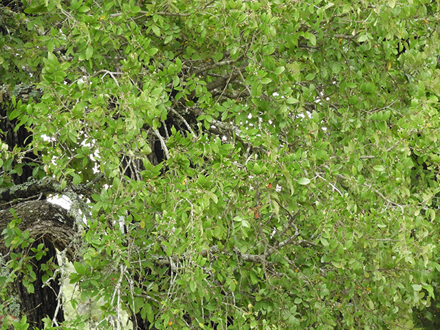 Ulmus crassifolia (Cedar elm) #89173
