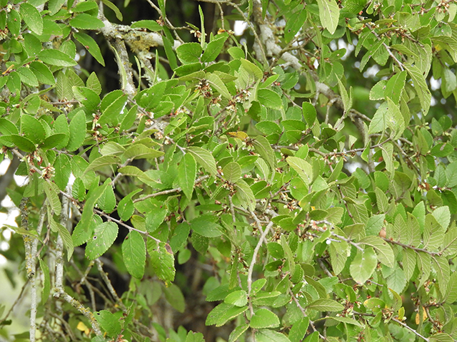 Ulmus crassifolia (Cedar elm) #89174