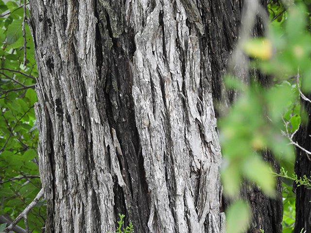 Ulmus crassifolia (Cedar elm) #89175
