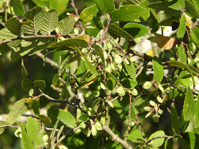 Ulmus crassifolia (Cedar elm) #89176
