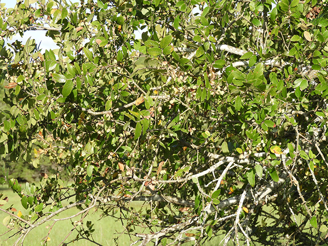 Ulmus crassifolia (Cedar elm) #89177