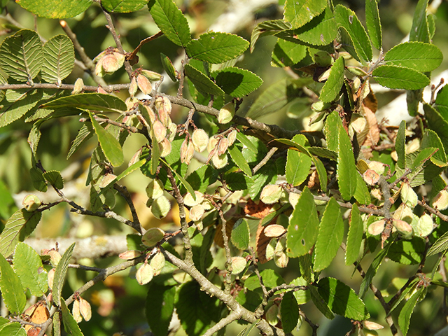 Ulmus crassifolia (Cedar elm) #89179