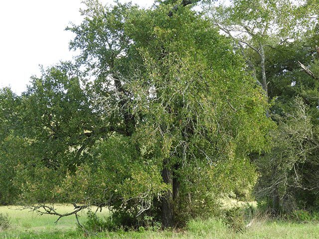 Ulmus crassifolia (Cedar elm) #89181