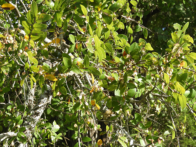 Ulmus crassifolia (Cedar elm) #89182