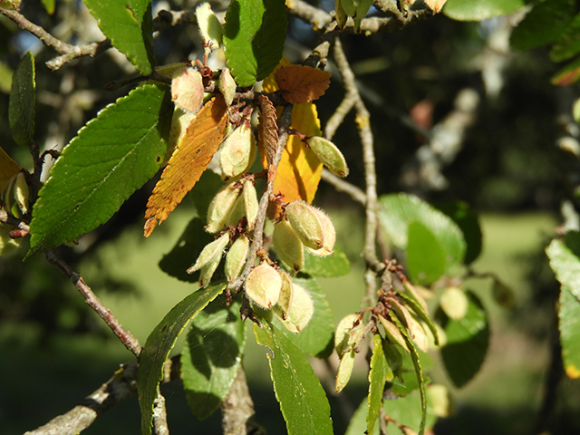 Ulmus crassifolia (Cedar elm) #89184