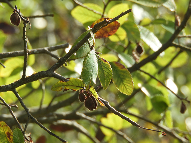 Ulmus crassifolia (Cedar elm) #89187