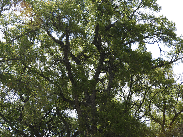 Ulmus crassifolia (Cedar elm) #89191
