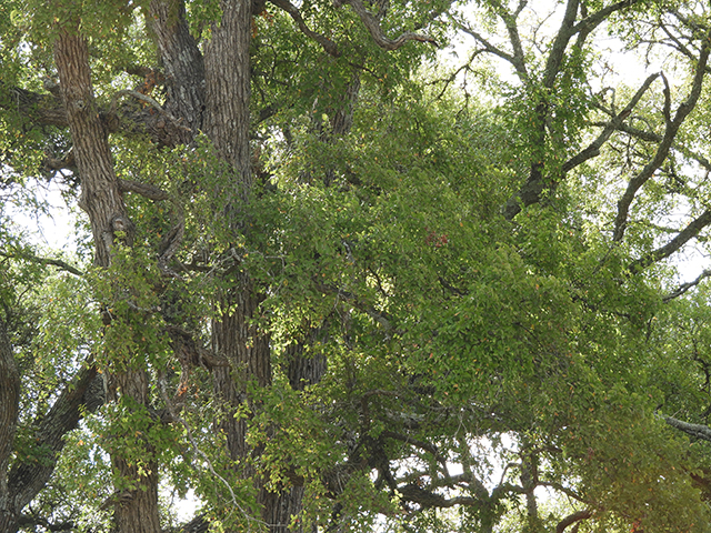 Ulmus crassifolia (Cedar elm) #89192