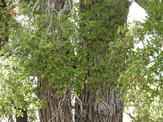 Ulmus crassifolia (Cedar elm) #89193