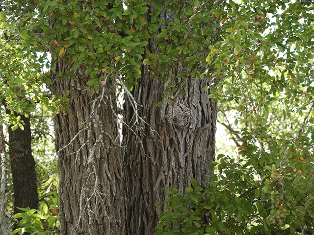 Ulmus crassifolia (Cedar elm) #89194