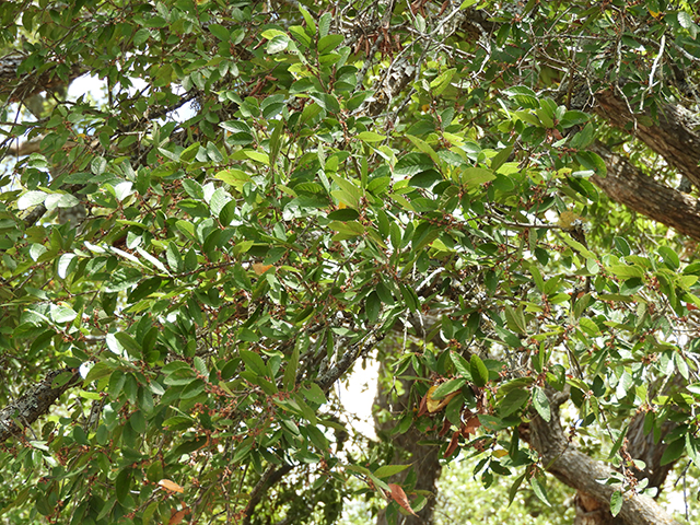 Ulmus crassifolia (Cedar elm) #89195