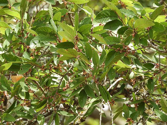 Ulmus crassifolia (Cedar elm) #89196