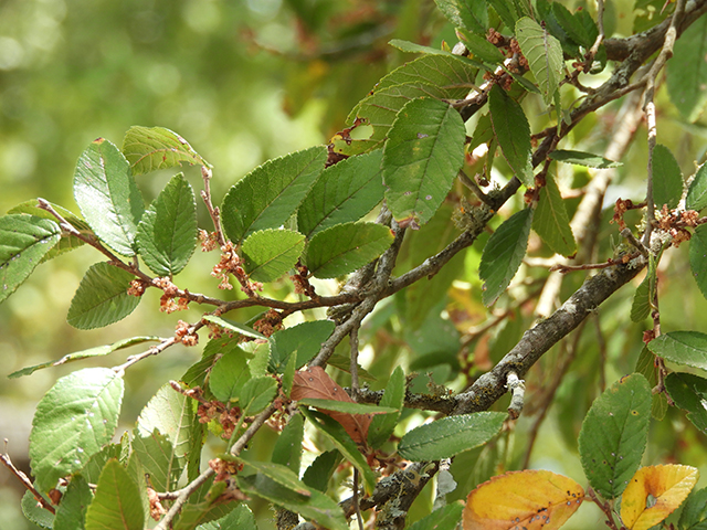 Ulmus crassifolia (Cedar elm) #89197