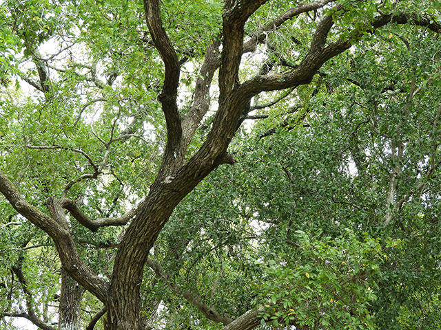 Ulmus crassifolia (Cedar elm) #89198