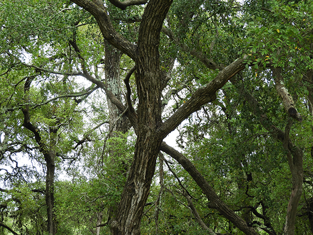Ulmus crassifolia (Cedar elm) #89199