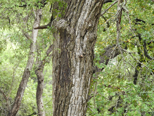 Ulmus crassifolia (Cedar elm) #89200