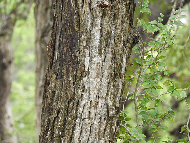 Ulmus crassifolia (Cedar elm) #89201
