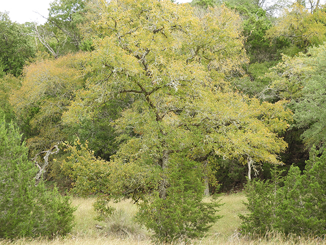 Ulmus crassifolia (Cedar elm) #89206