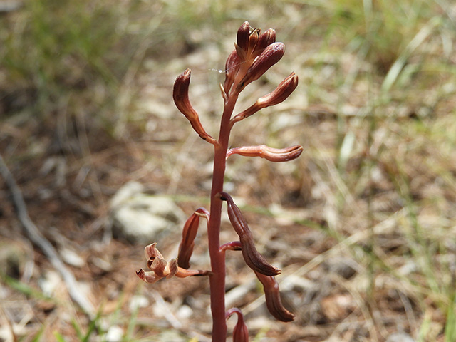Hexalectris nitida (Glass mountain crested coralroot) #89433