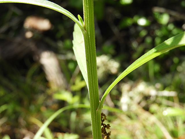 Erigeron strigosus (Prairie fleabane) #90538