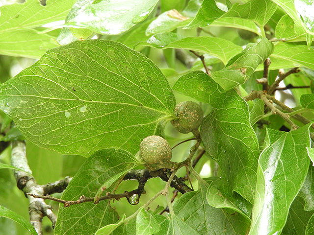 Celtis laevigata var. texana (Texan sugarberry) #90955