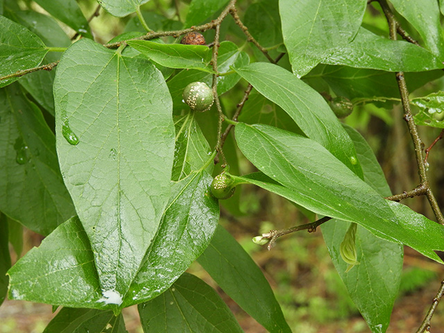 Celtis laevigata var. texana (Texan sugarberry) #90959